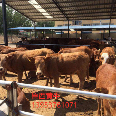 鲁西黄牛